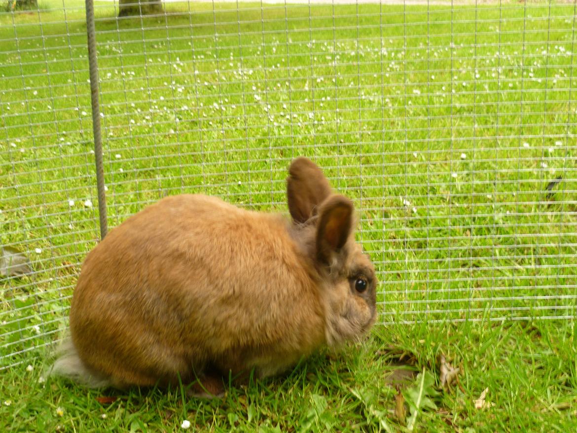 Kanin Doug's Bianca Beach Babe billede 2