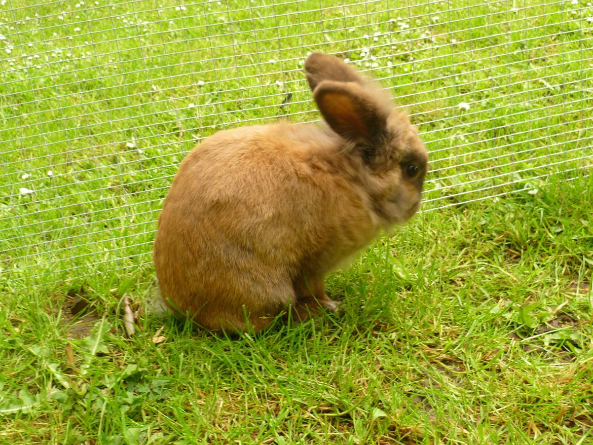 Kanin Doug's Bianca Beach Babe billede 4