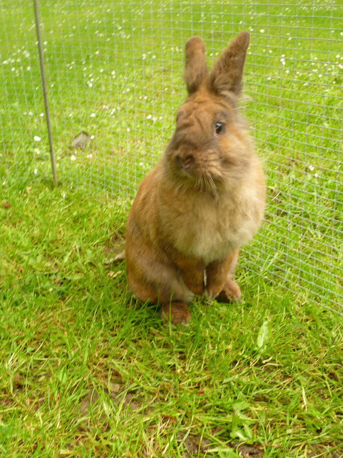 Kanin Doug's Bianca Beach Babe billede 5