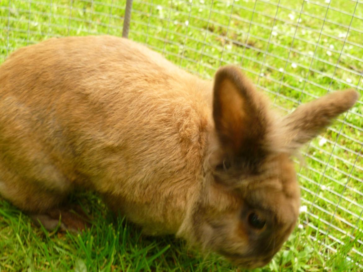 Kanin Doug's Bianca Beach Babe billede 6