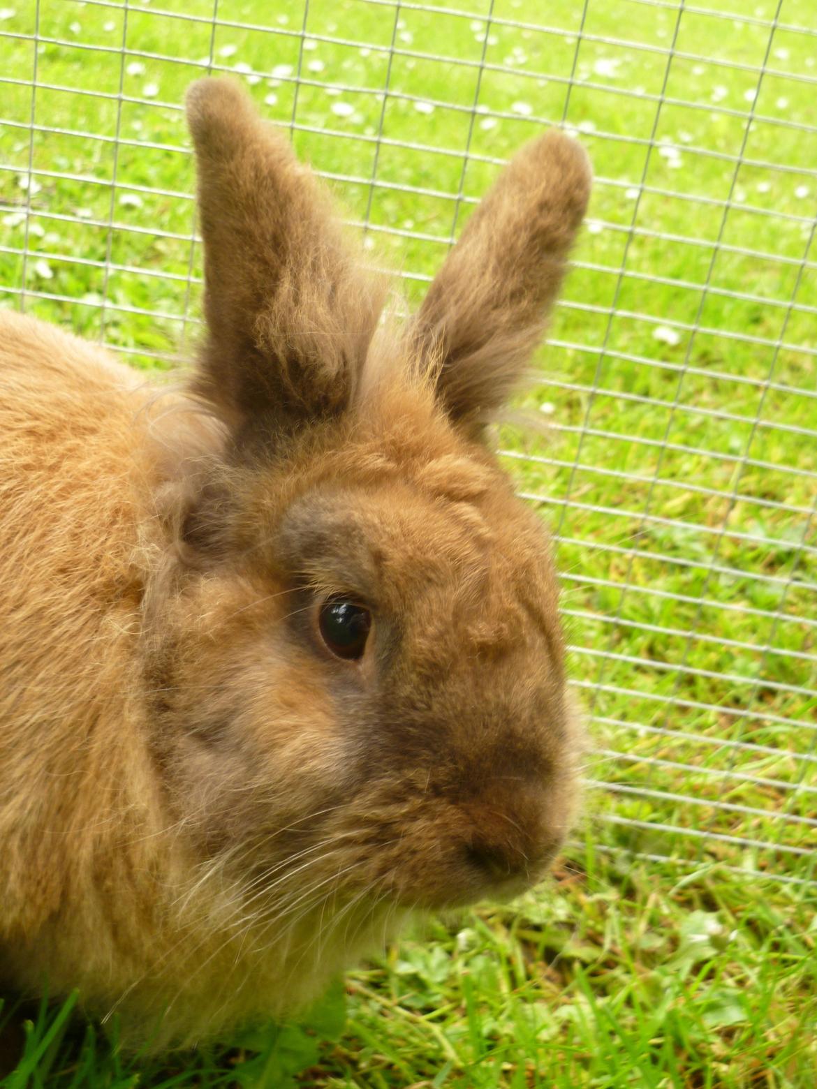 Kanin Doug's Bianca Beach Babe billede 7