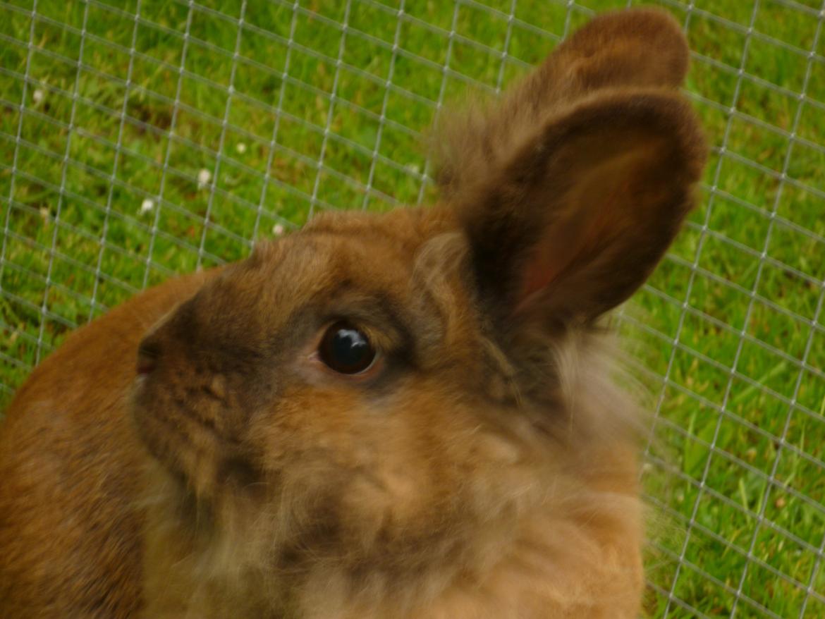 Kanin Doug's Bianca Beach Babe billede 1