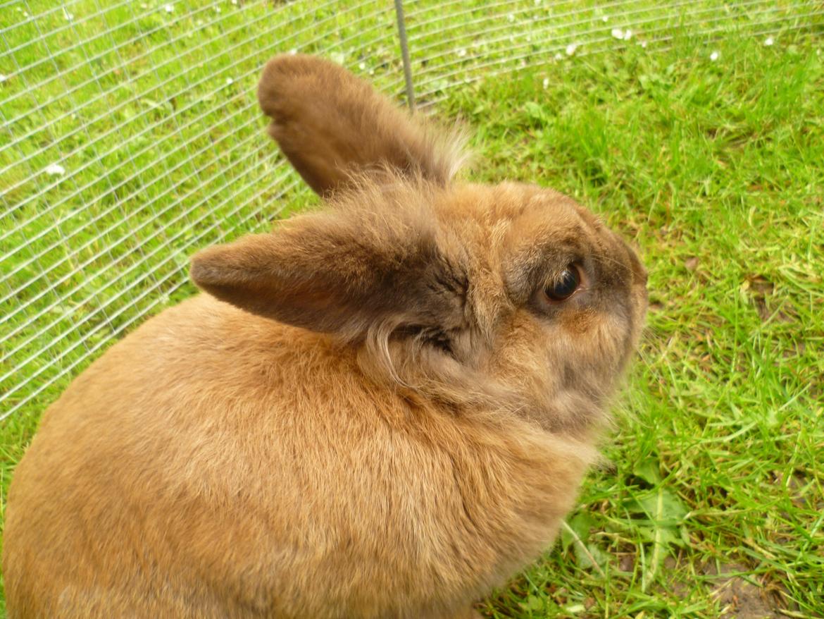 Kanin Doug's Bianca Beach Babe billede 8