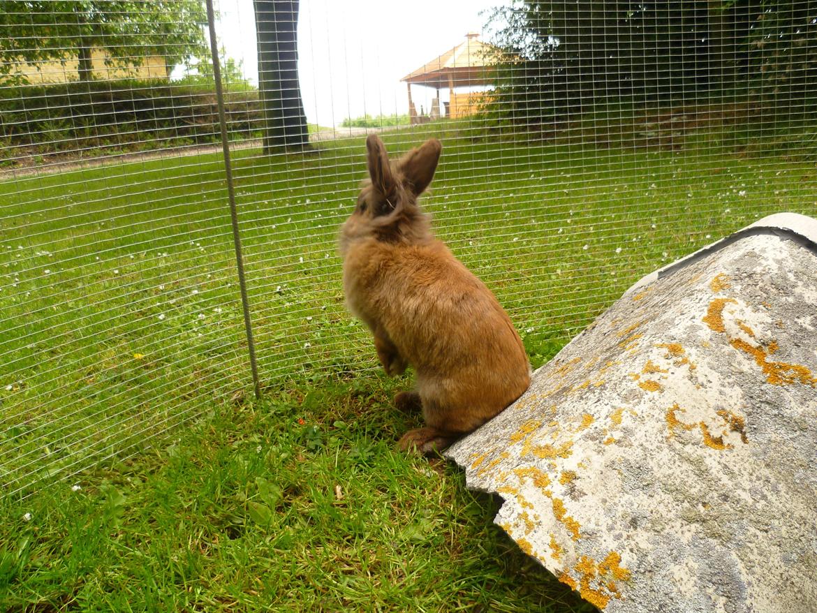 Kanin Doug's Bianca Beach Babe billede 9