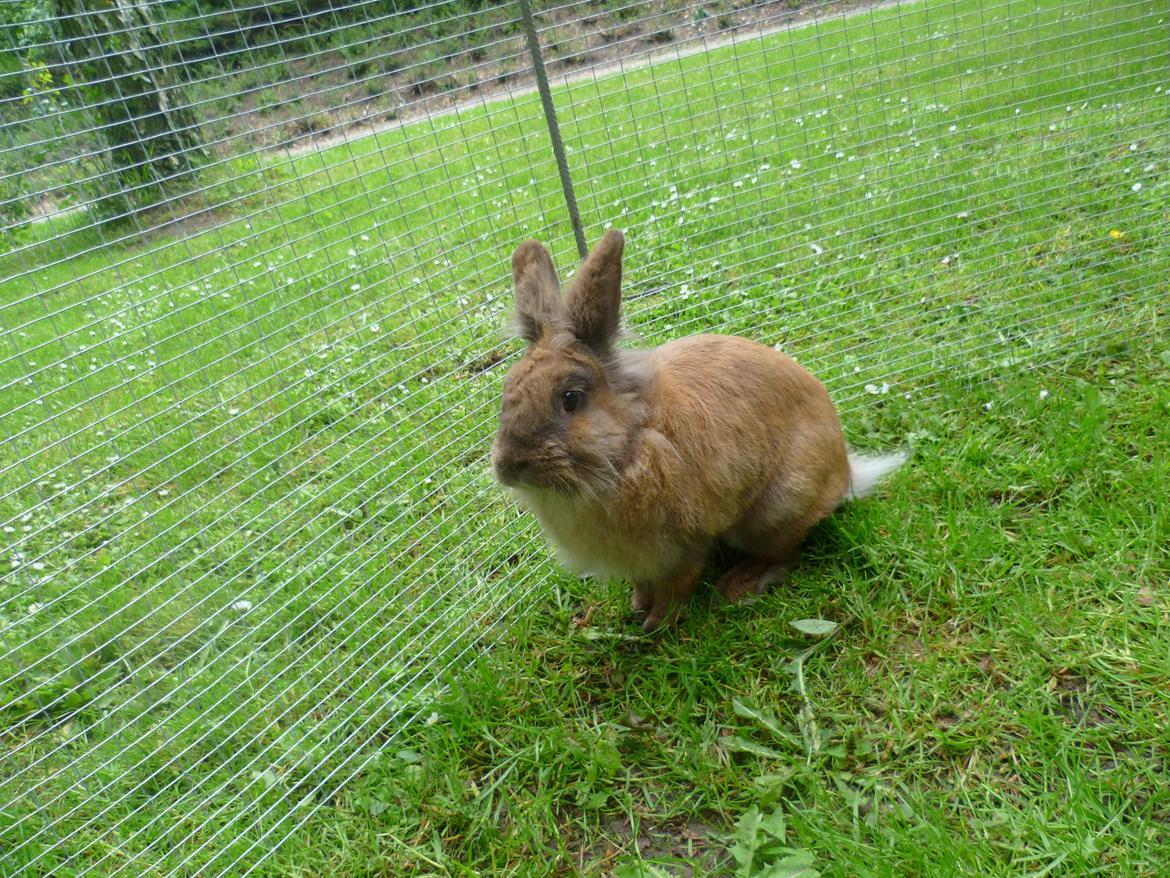 Kanin Doug's Bianca Beach Babe billede 10