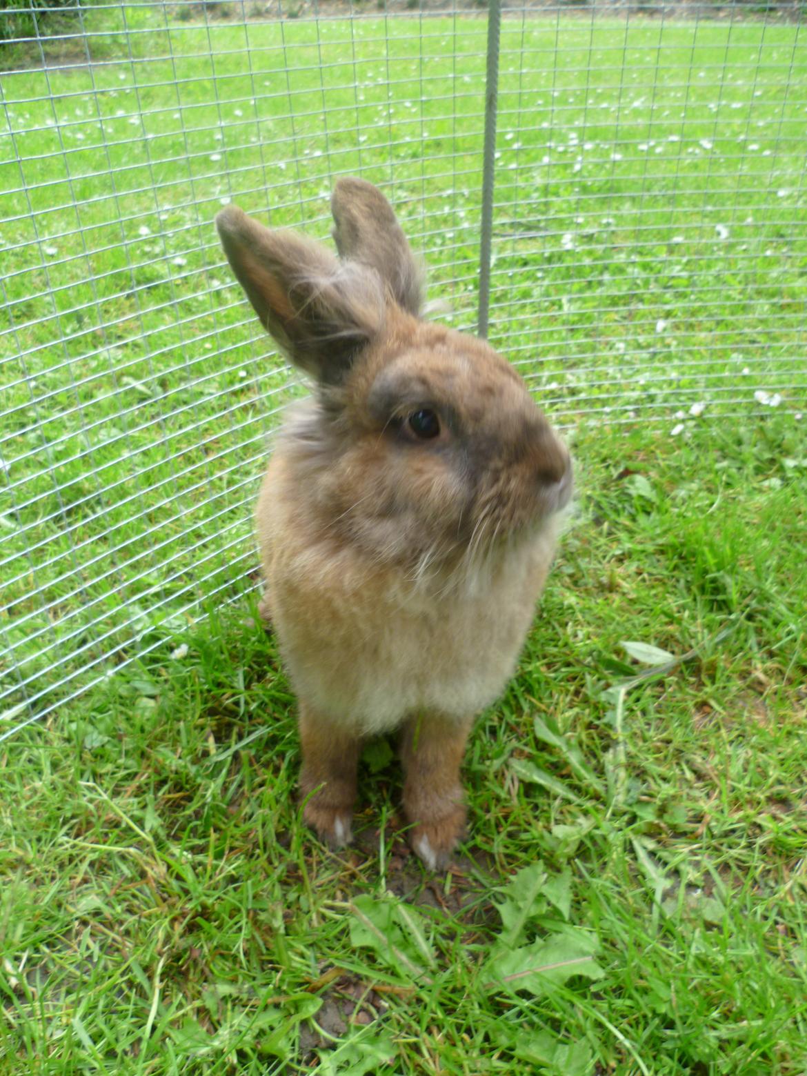 Kanin Doug's Bianca Beach Babe billede 11