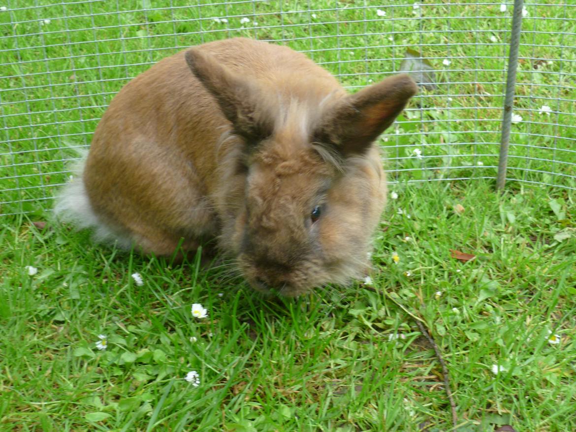 Kanin Doug's Bianca Beach Babe billede 12