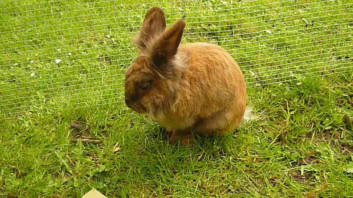 Kanin Doug's Bianca Beach Babe billede 13