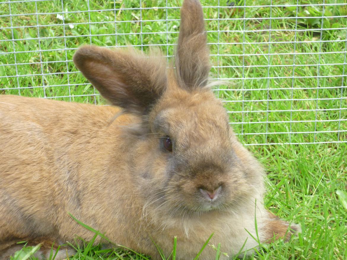 Kanin Doug's Bianca Beach Babe billede 14