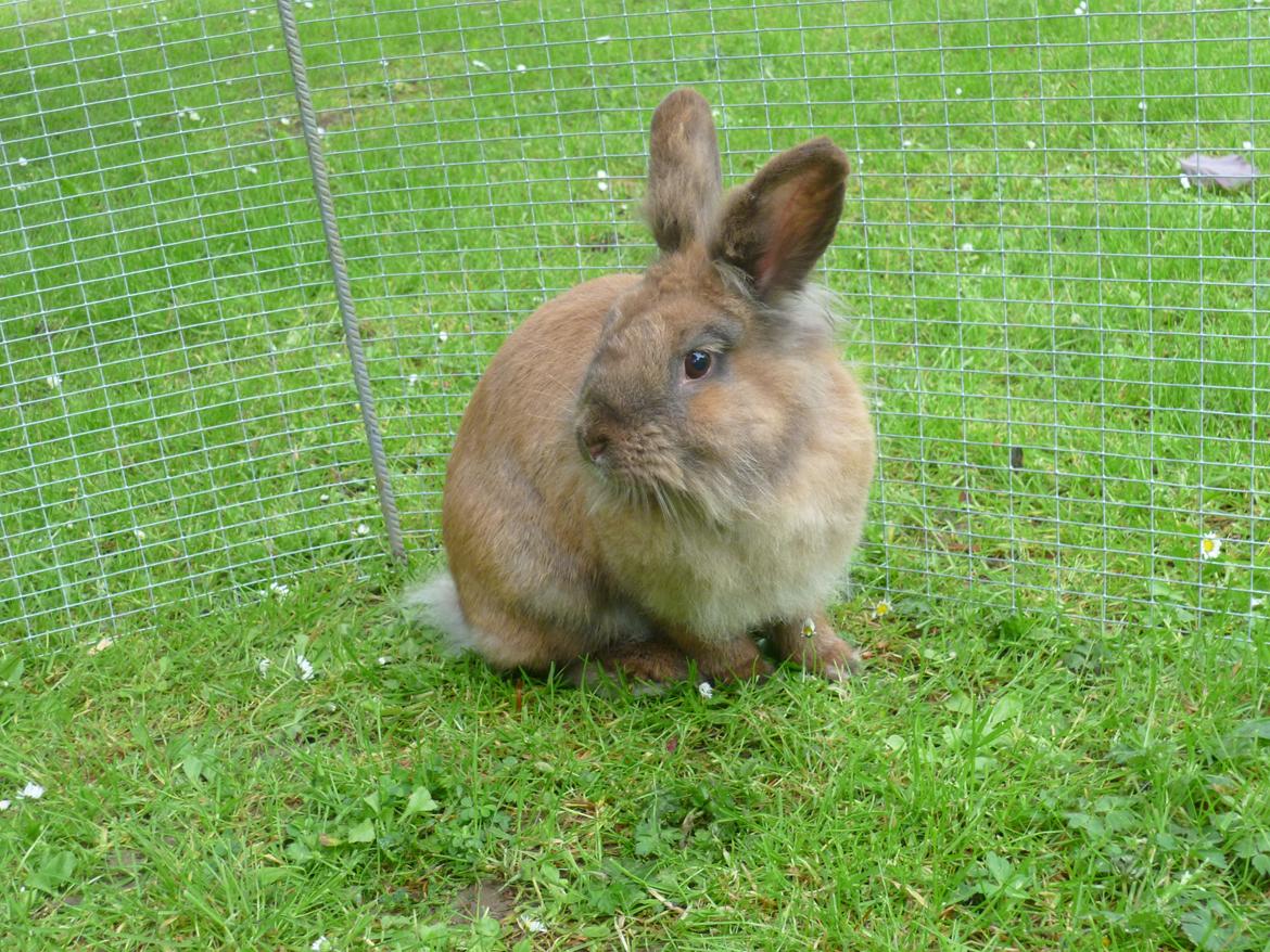 Kanin Doug's Bianca Beach Babe billede 15