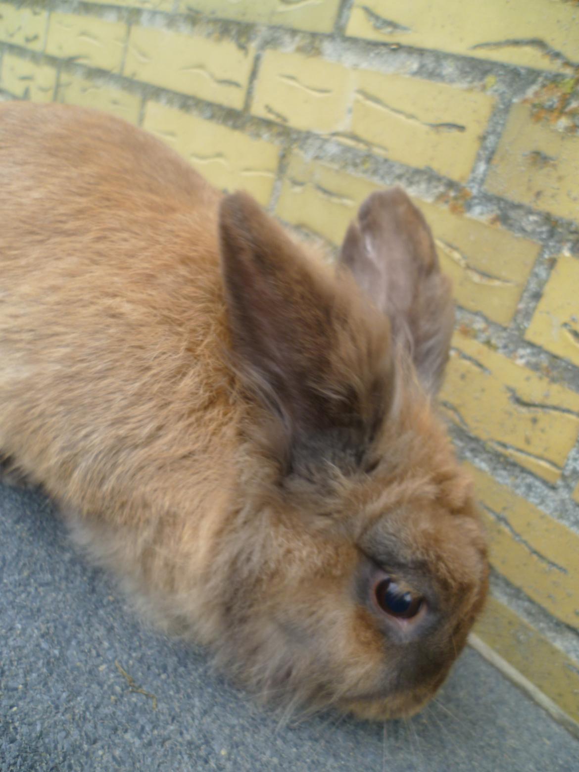 Kanin Doug's Bianca Beach Babe billede 16