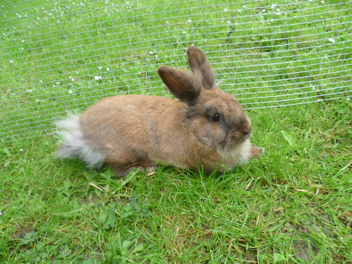 Kanin Doug's Bianca Beach Babe billede 17