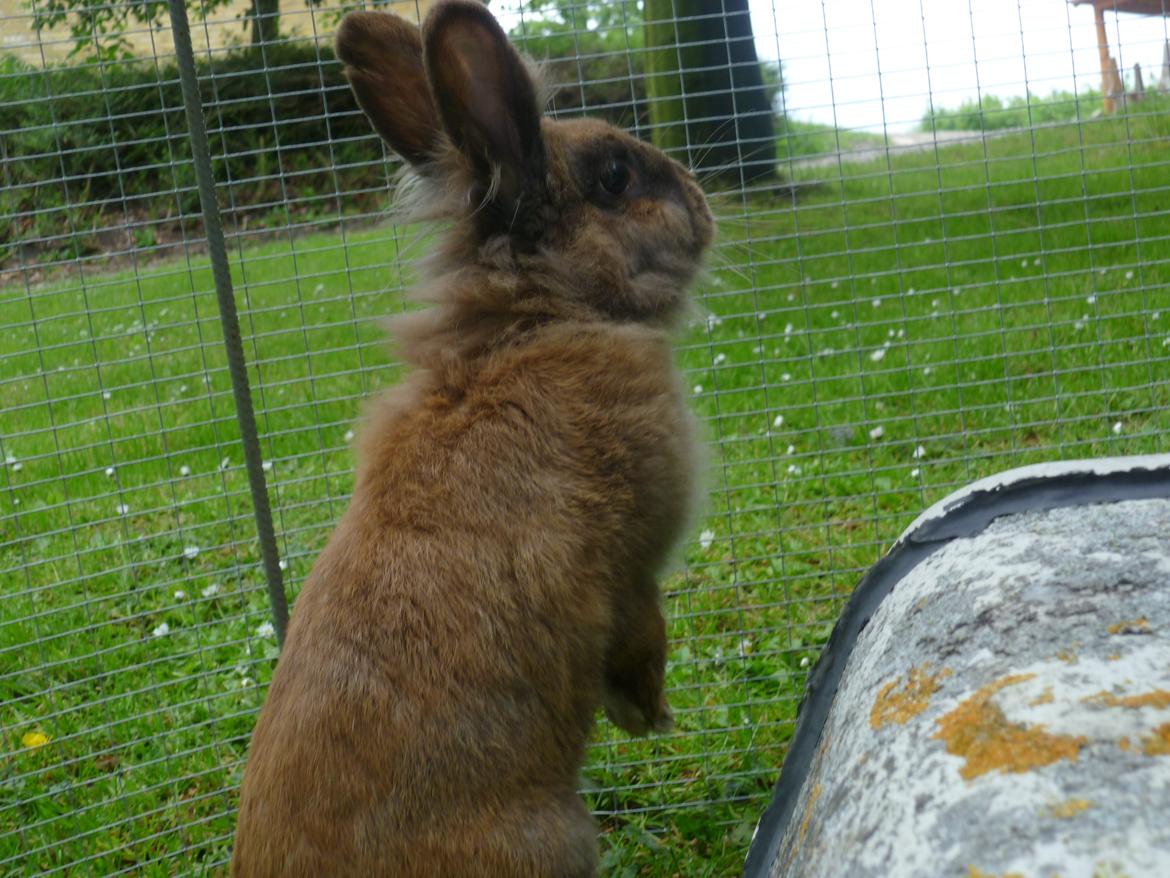 Kanin Doug's Bianca Beach Babe billede 18