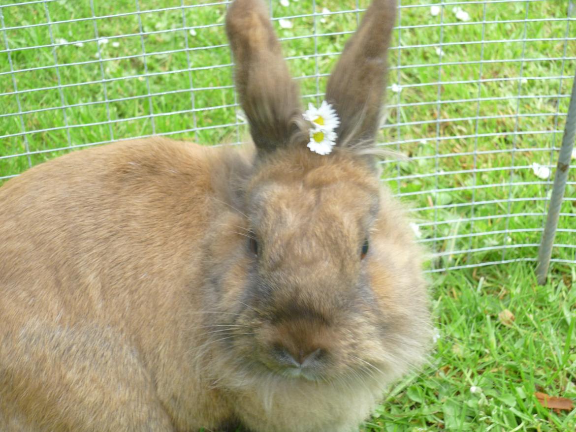 Kanin Doug's Bianca Beach Babe billede 19