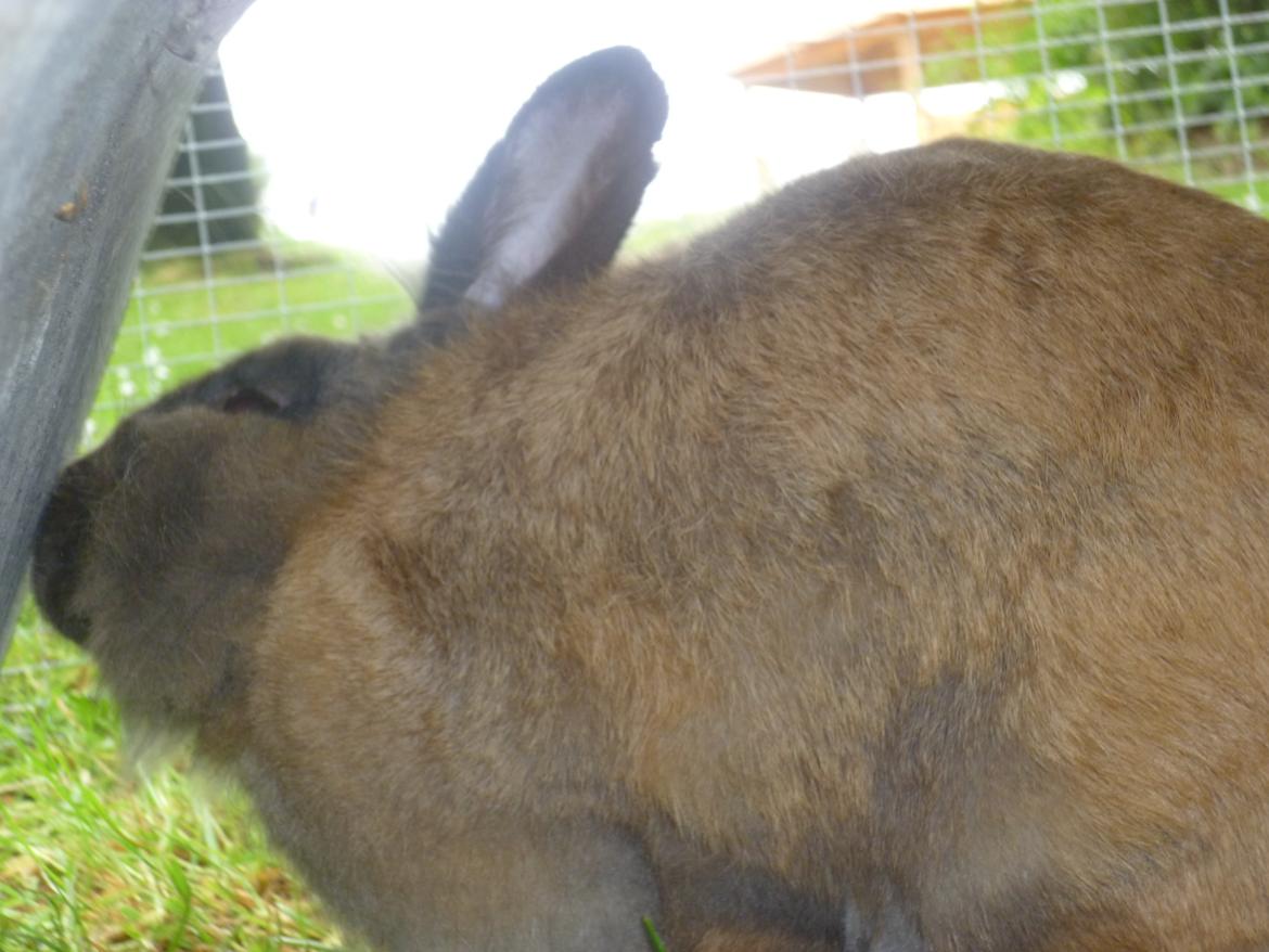 Kanin Doug's Bianca Beach Babe billede 20