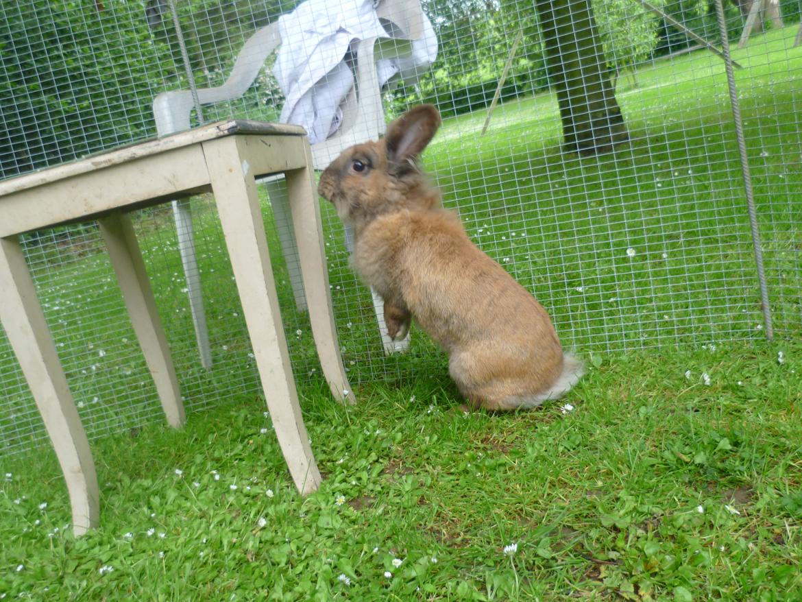 Kanin Doug's Bianca Beach Babe billede 3