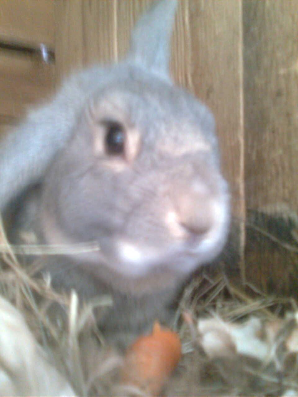 Kanin Stampe billede 1