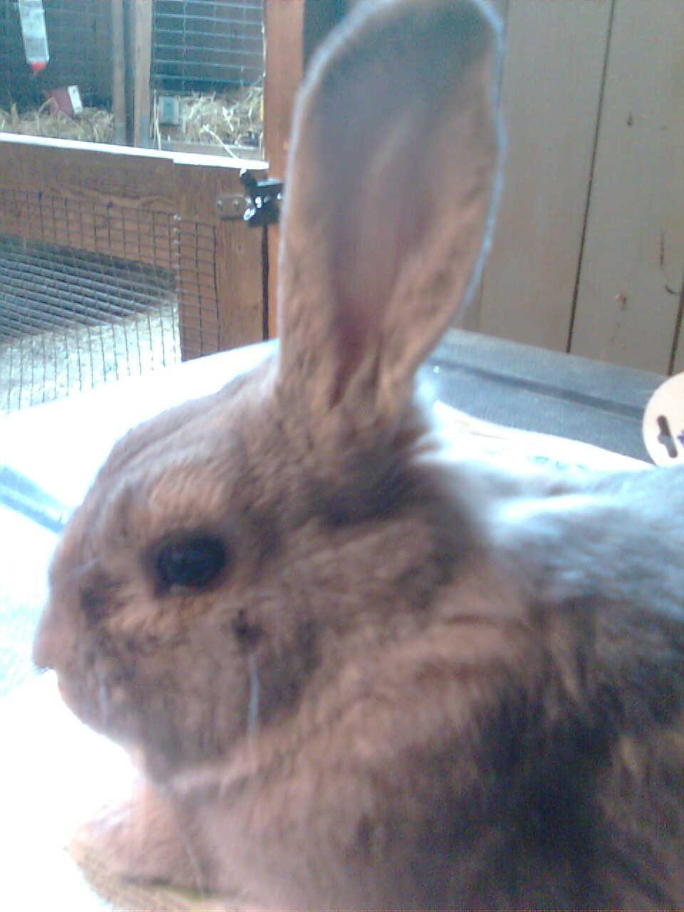 Kanin Stampe billede 2