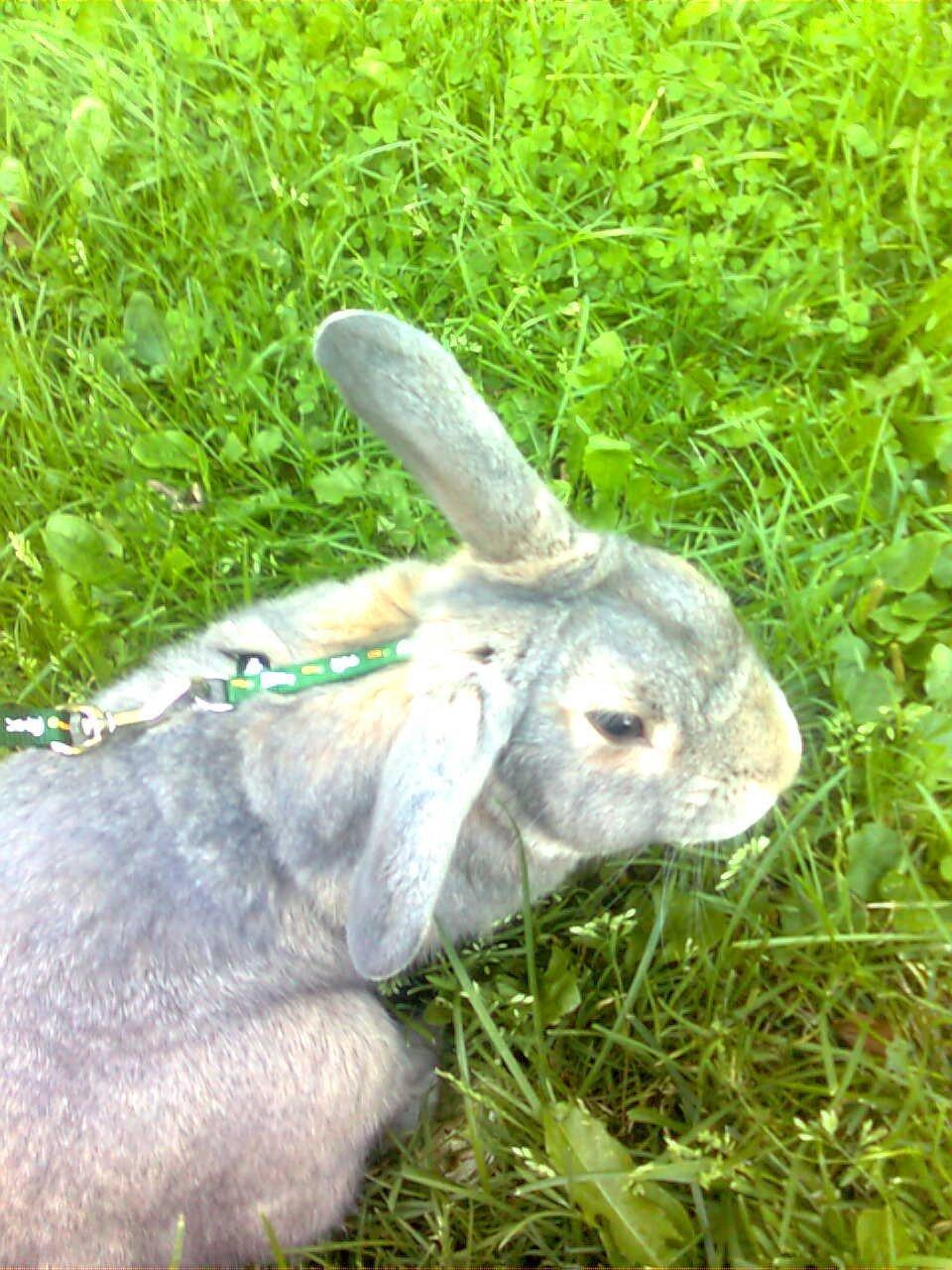 Kanin Stampe billede 3