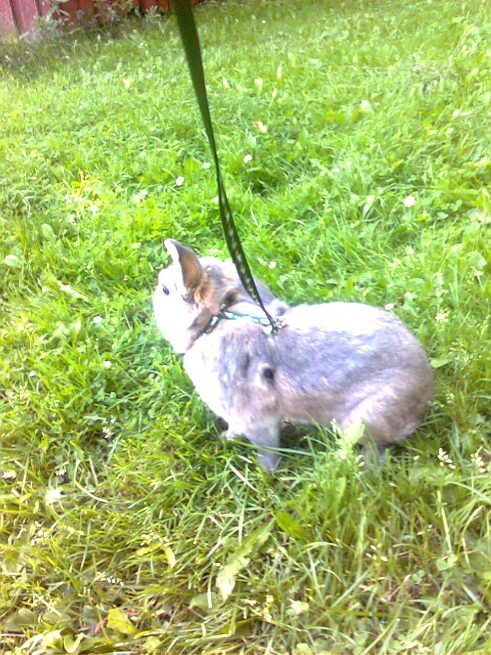 Kanin Stampe billede 4