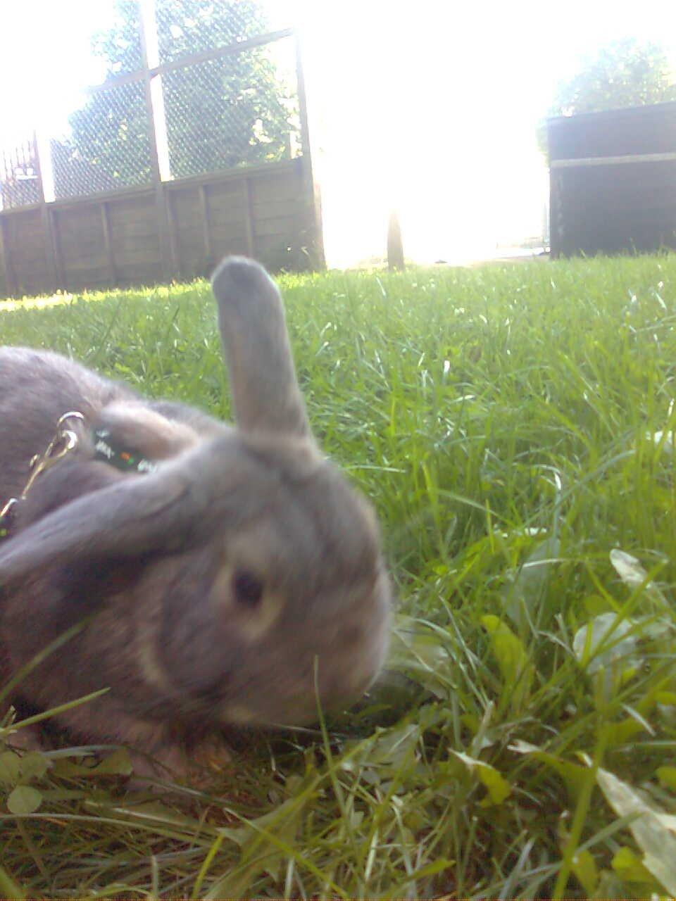 Kanin Stampe billede 5