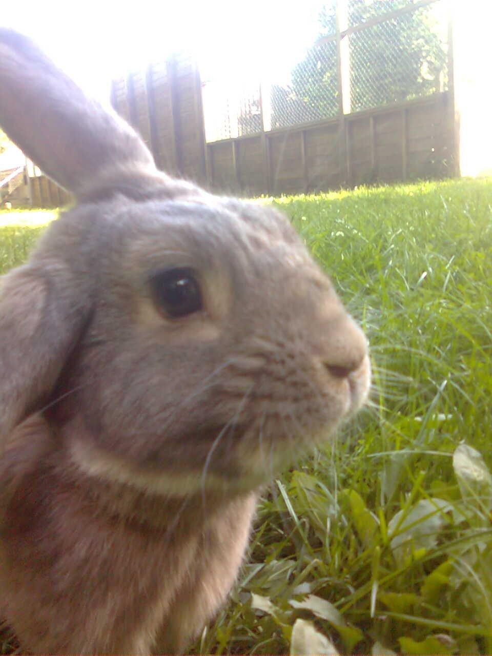 Kanin Stampe billede 6