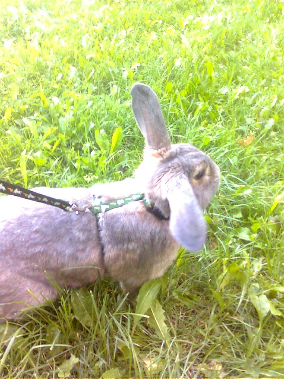 Kanin Stampe billede 7