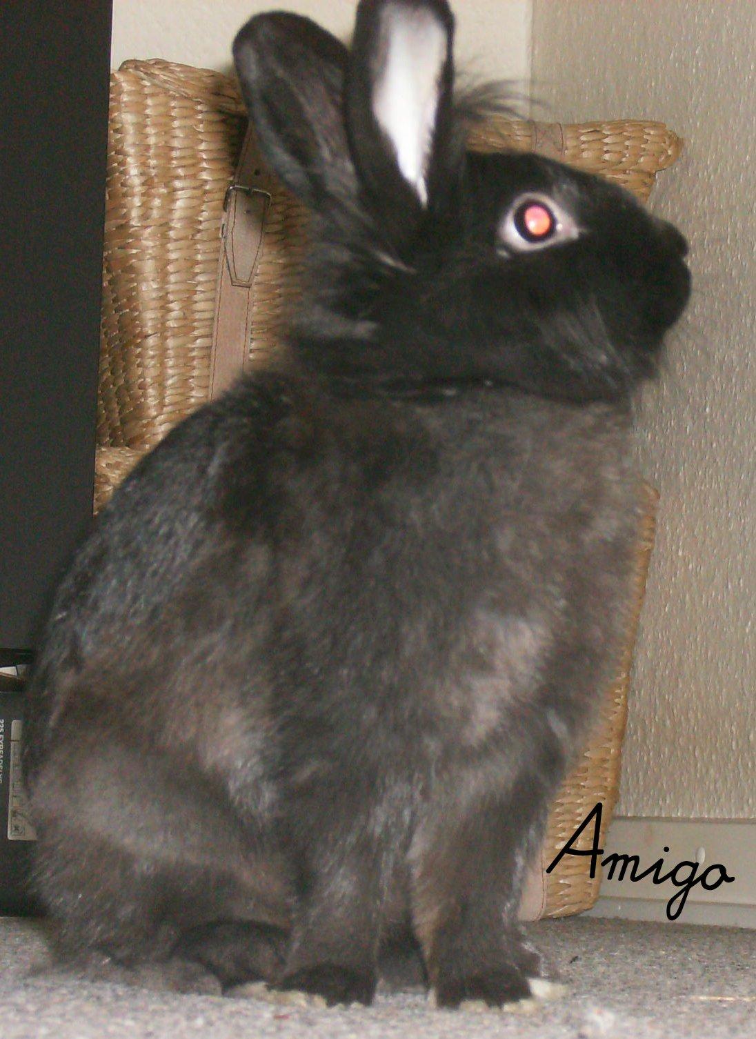 Kanin Amigo - Smukke :3 billede 5