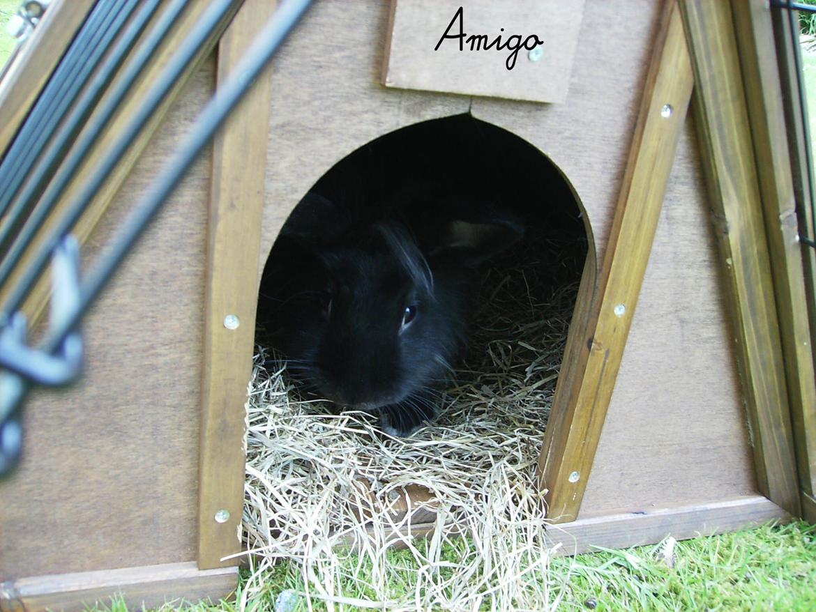 Kanin Amigo billede 4