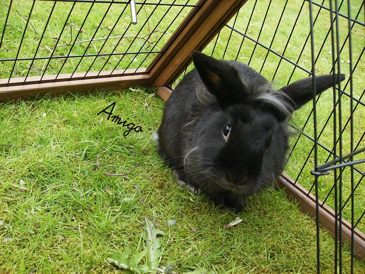 Kanin Amigo - Velkommen her ved min lille Migo! :D billede 1