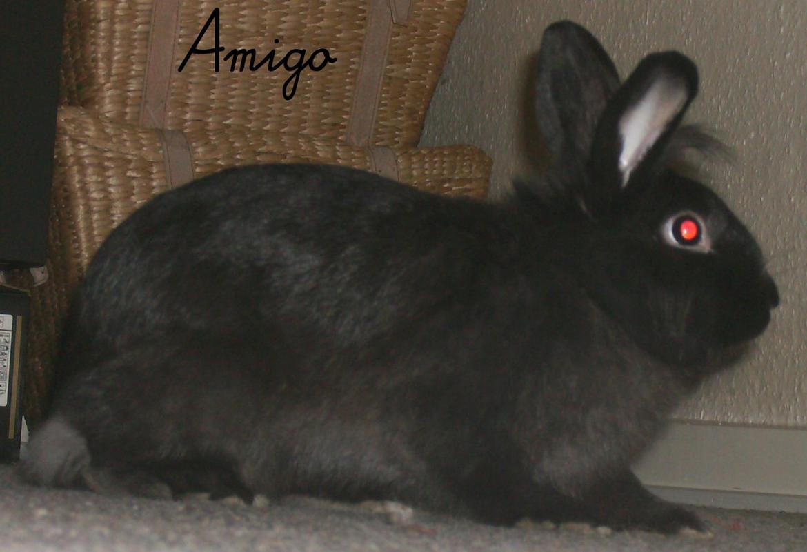 Kanin Amigo billede 6