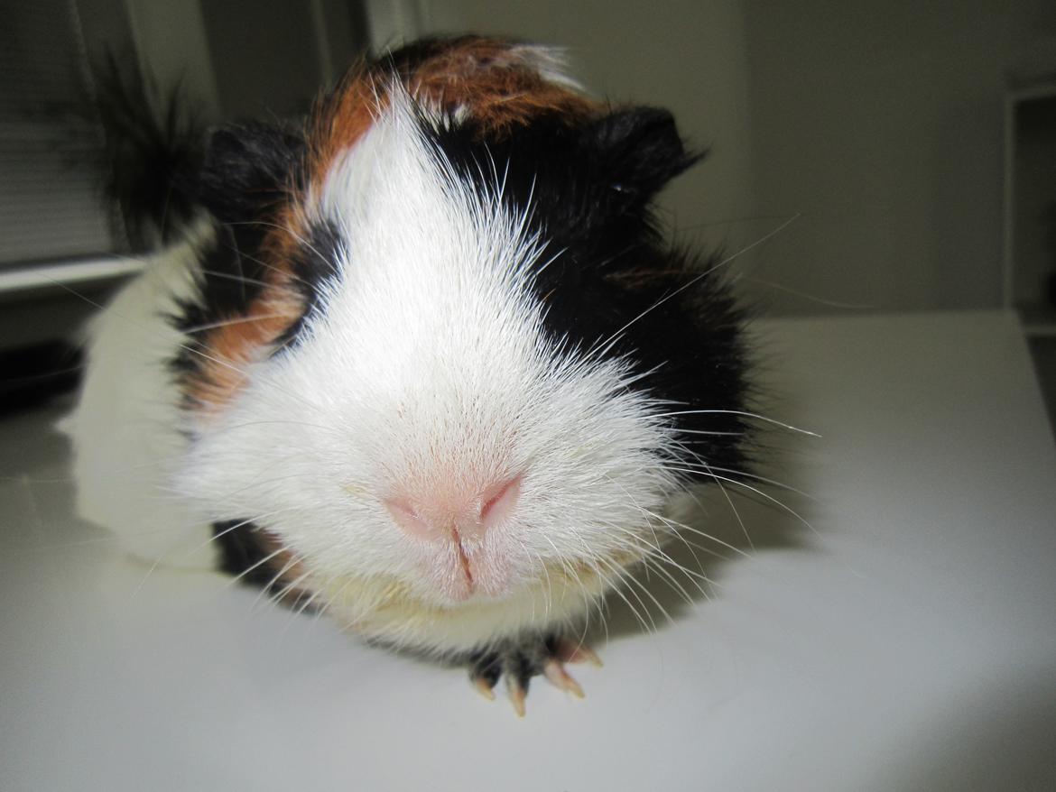 Marsvin Miffi billede 3