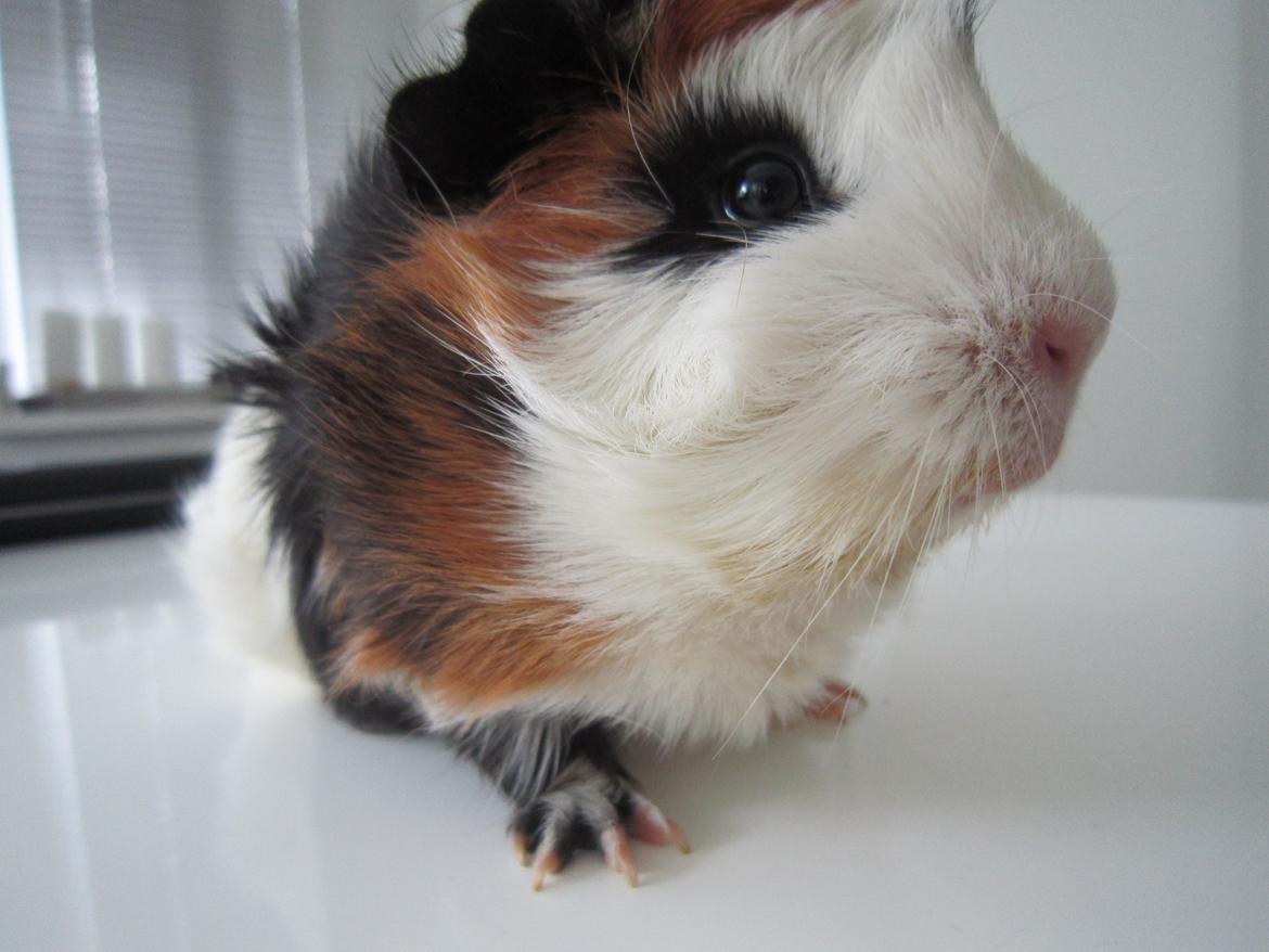 Marsvin Miffi billede 4