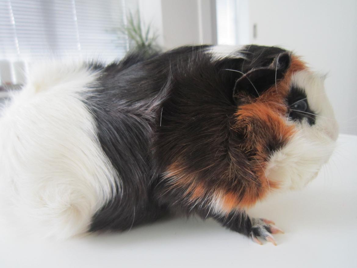 Marsvin Miffi billede 5