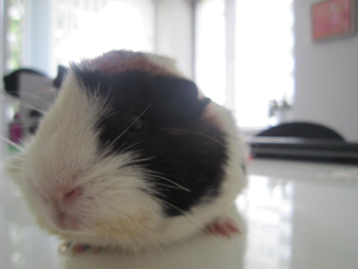 Marsvin Miffi billede 6