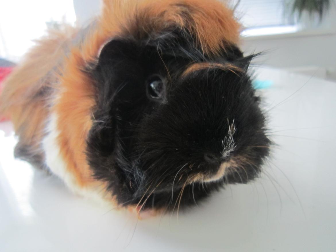 Marsvin Rosa billede 2