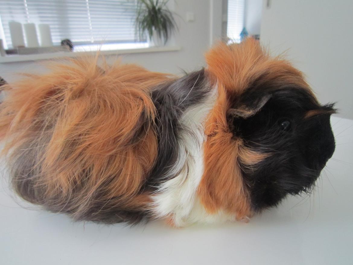 Marsvin Rosa billede 3