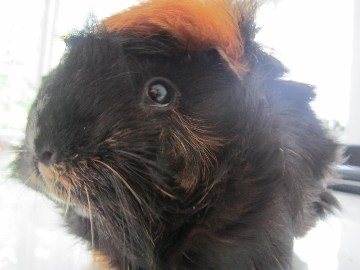 Marsvin Rosa billede 4