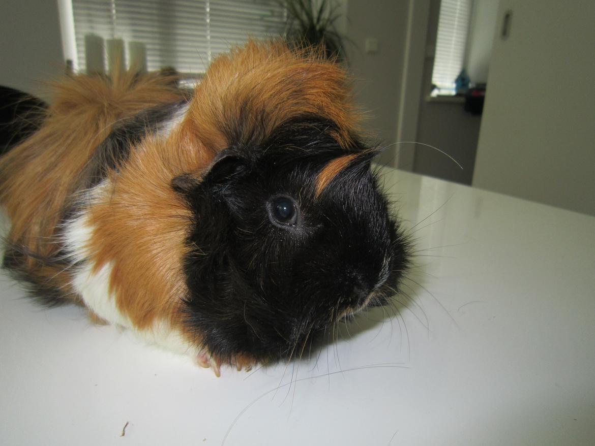 Marsvin Rosa billede 6