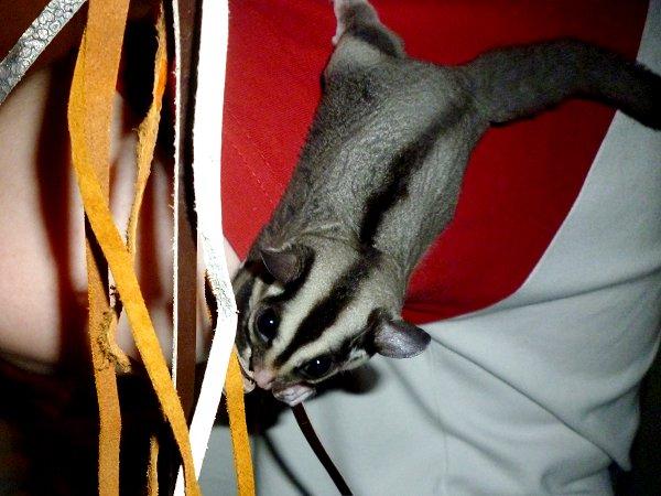 Sugar glider | Liam billede 13