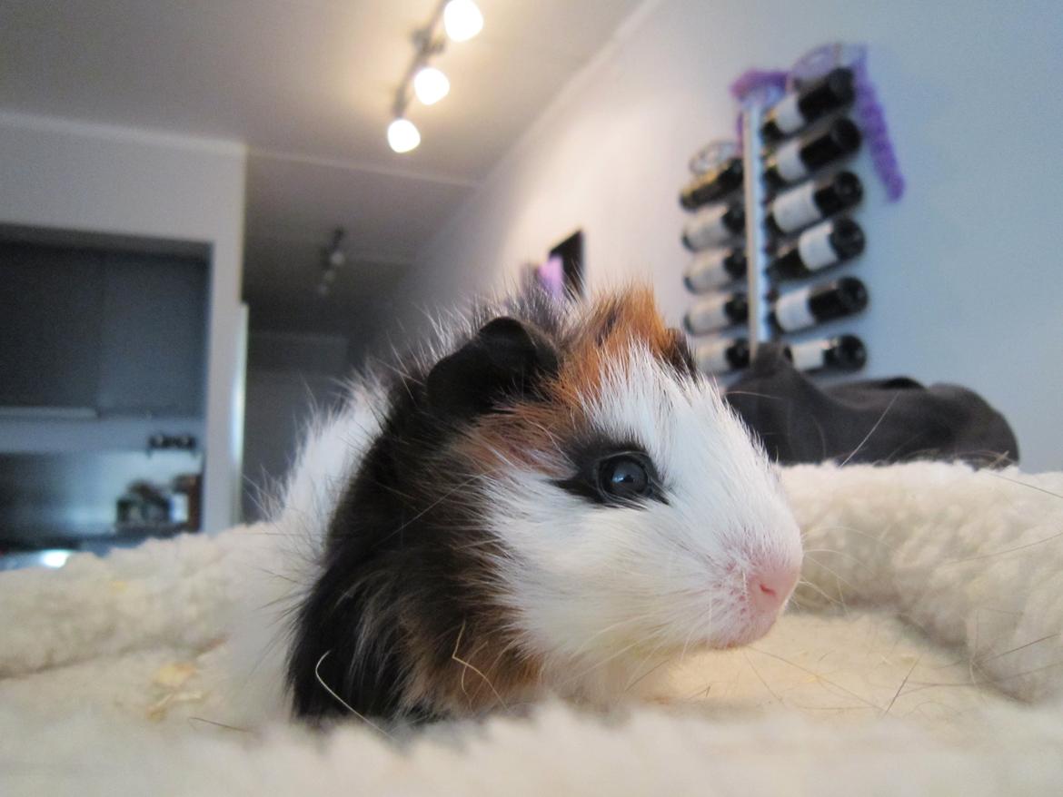 Marsvin Miffi - Sølle 4 uger..  billede 1