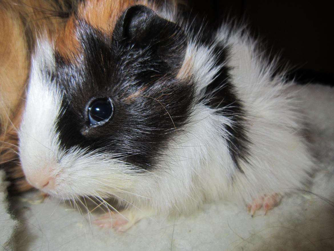 Marsvin Miffi - Du var- og er såååe nuttet, lille Mif-pige:-)  billede 2