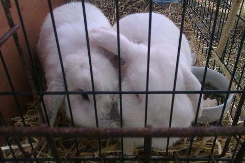 Kanin Momo billede 4