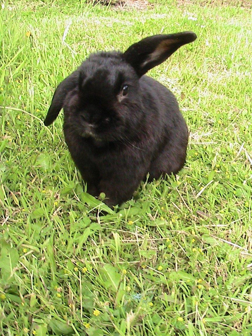 Kanin Blackie billede 18
