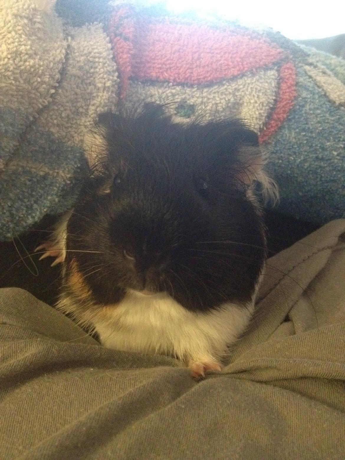 Marsvin Hubert billede 1