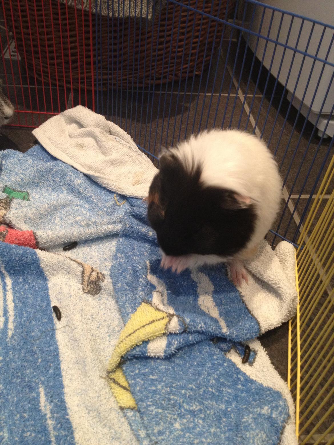 Marsvin Hubert billede 2