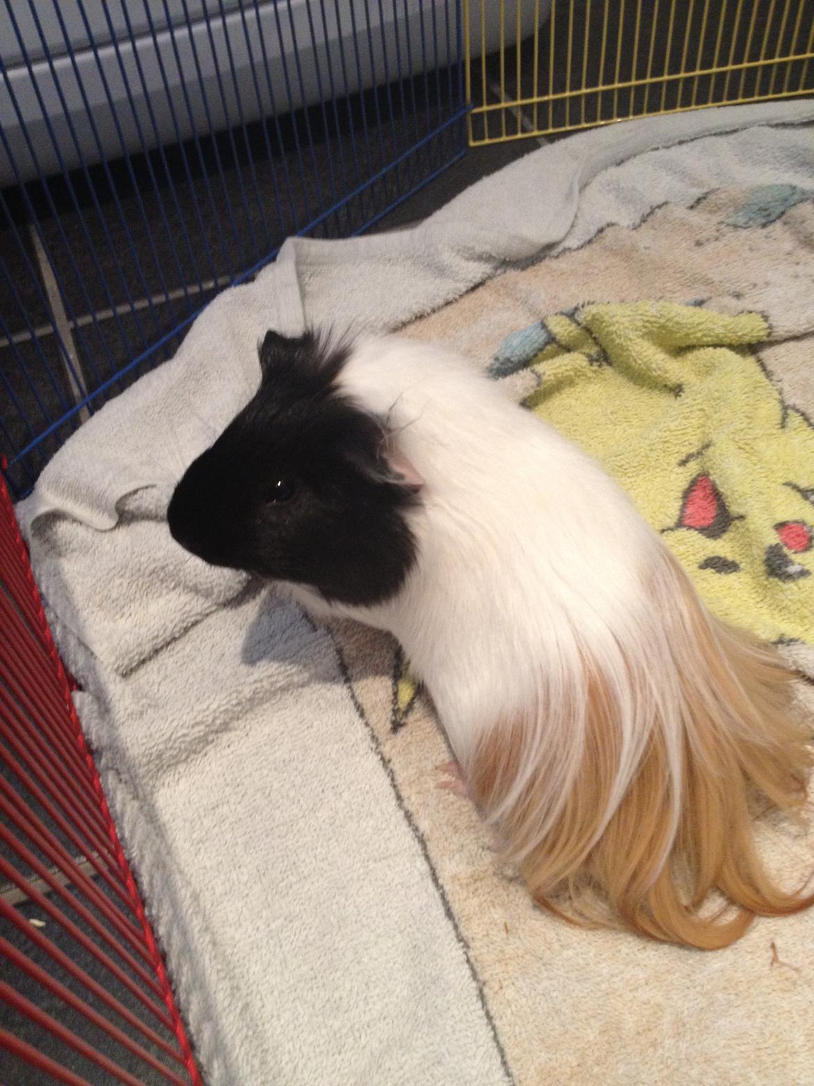 Marsvin Hubert billede 3