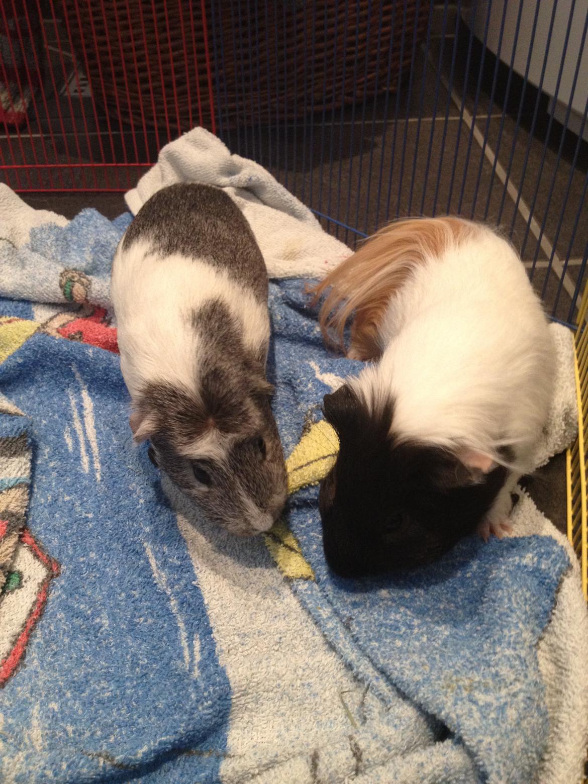 Marsvin Hubert billede 4