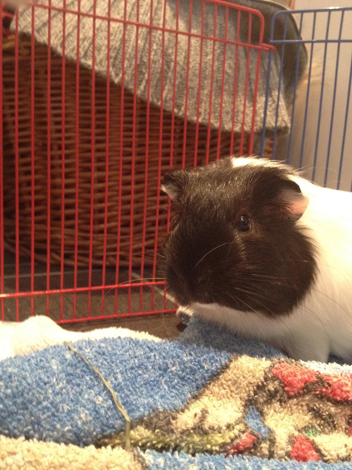 Marsvin Hubert billede 5