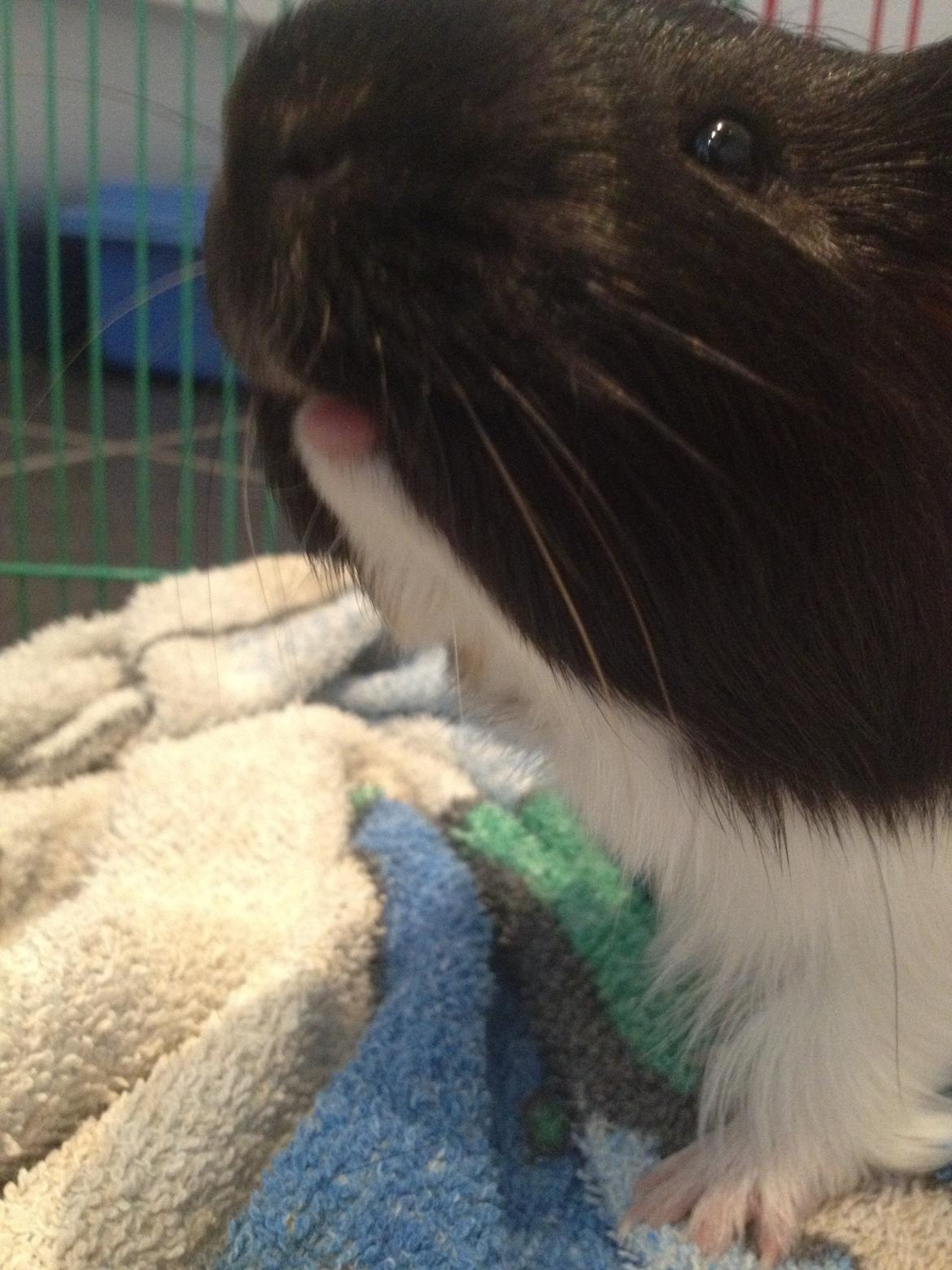 Marsvin Hubert billede 6